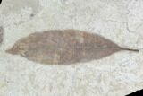 Fossil Leaf (Allophylus)- Green River Formation, Utah #110348-1